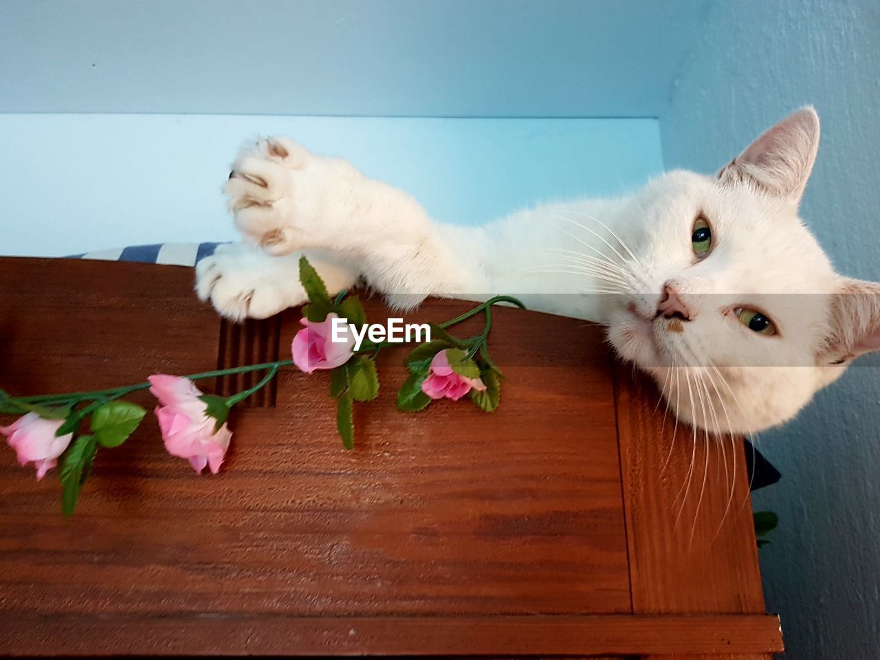 Close-up of cat with artificial flowers on bed