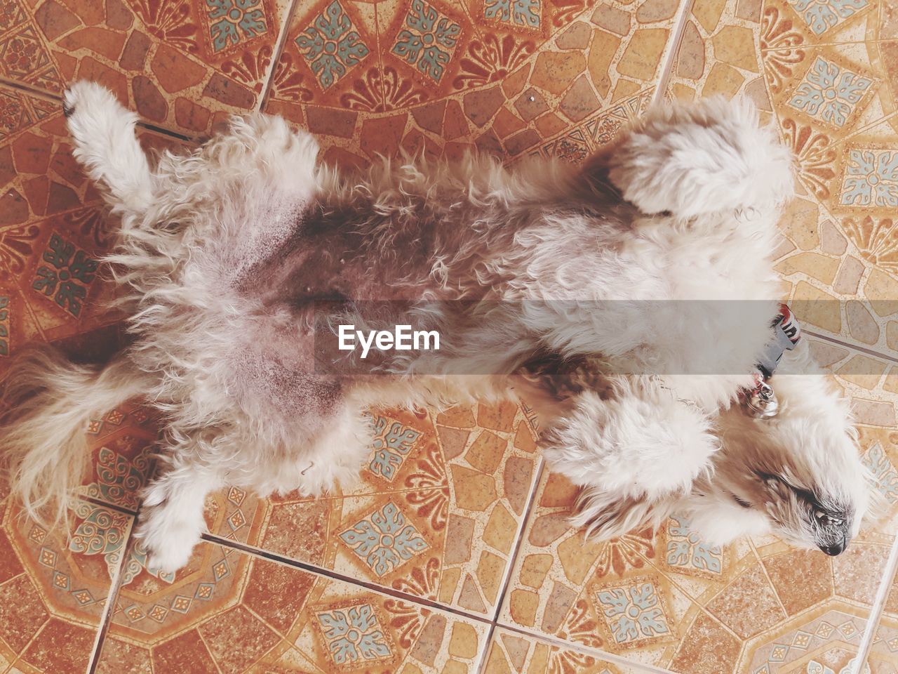 HIGH ANGLE VIEW OF DOG LYING DOWN ON FLOOR