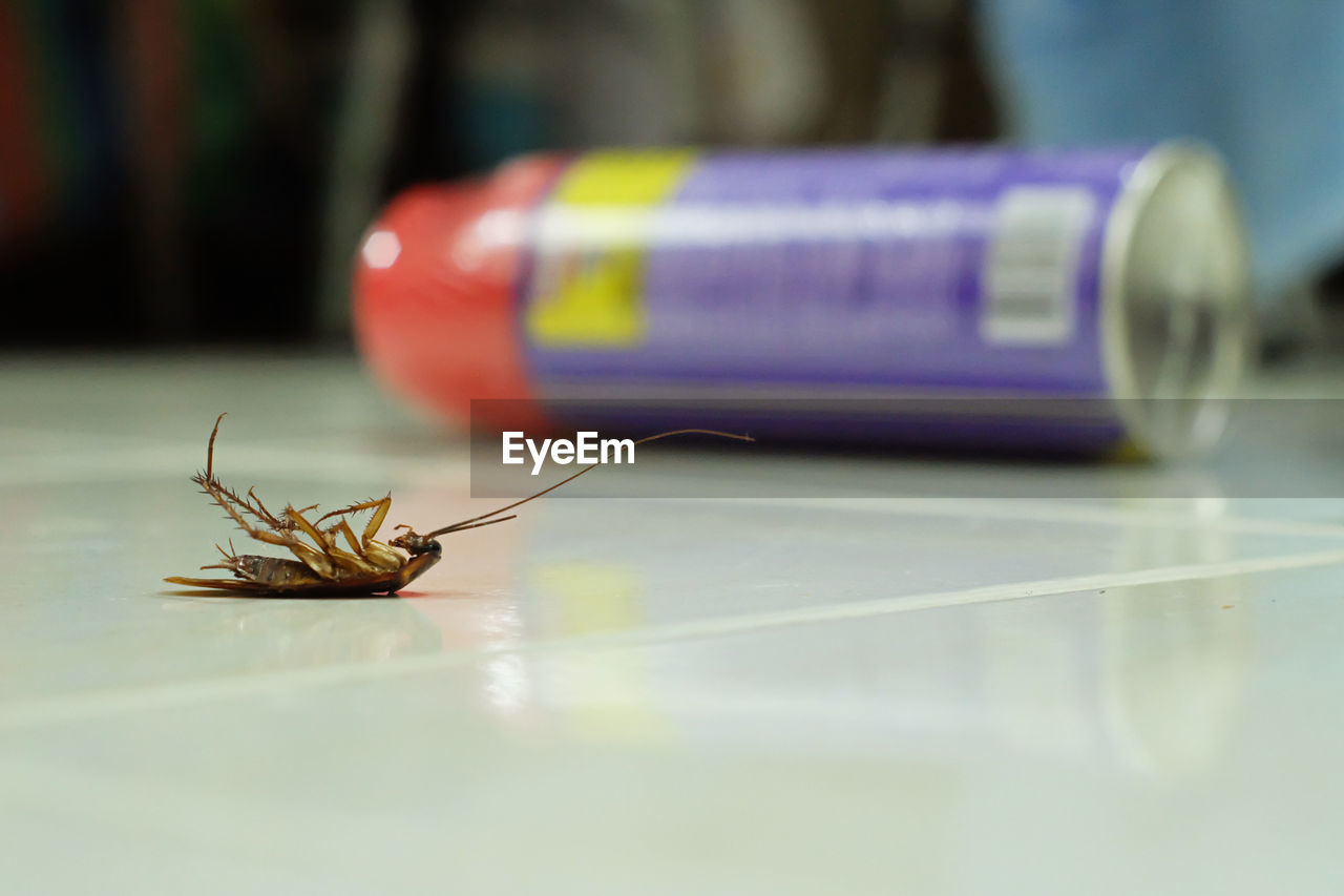 CLOSE-UP OF GRASSHOPPER ON TABLE