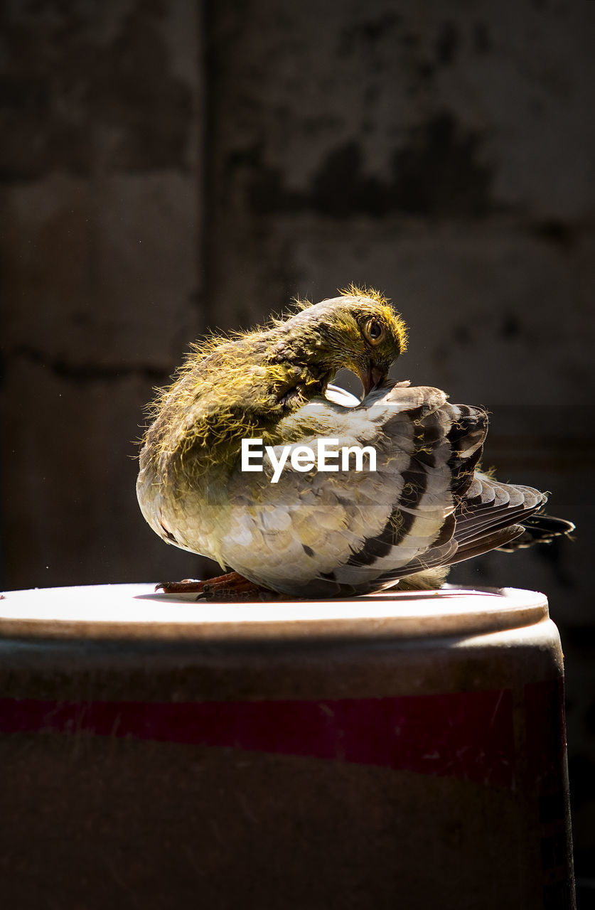 CLOSE-UP OF A BIRD ON TABLE