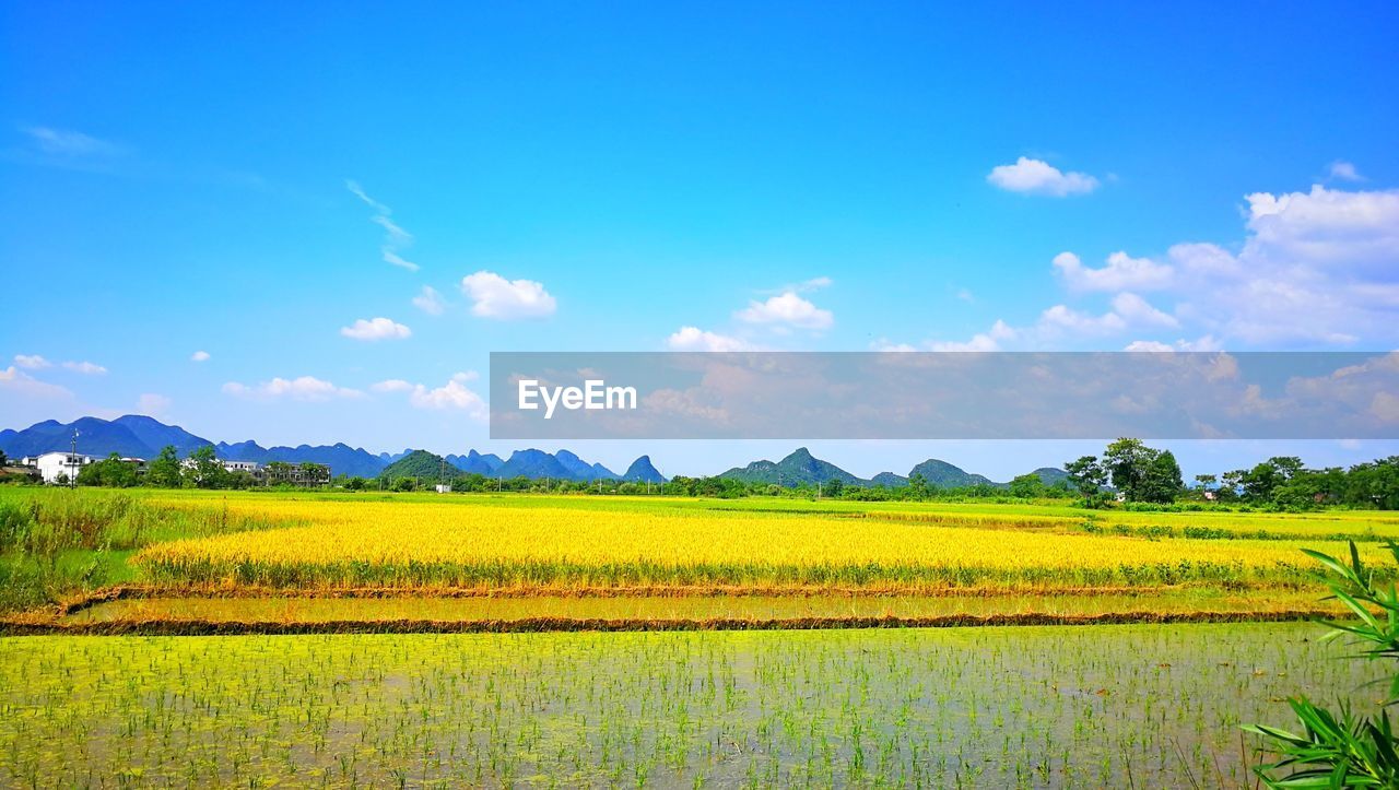 tranquil scene, beauty in nature, landscape, scenics - nature, tranquility, sky, plant, environment, field, land, agriculture, rural scene, growth, yellow, cloud - sky, blue, farm, nature, day, no people, outdoors, plantation