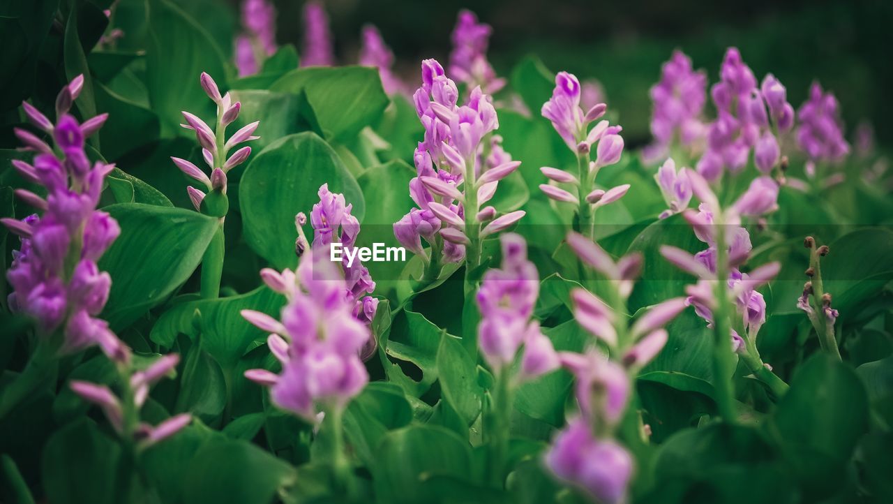Close-up of purple flowering plants
