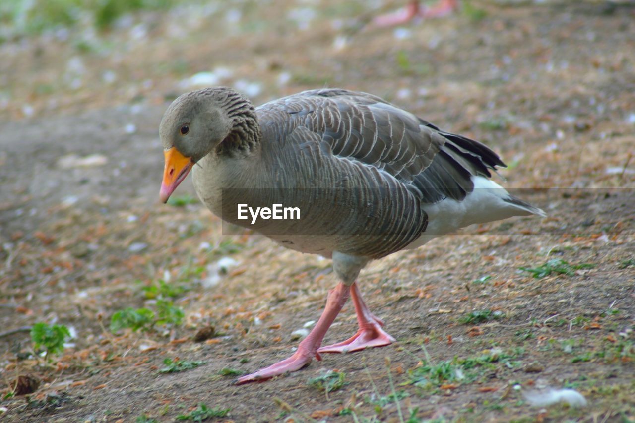 Greylag goose latin-anser anser