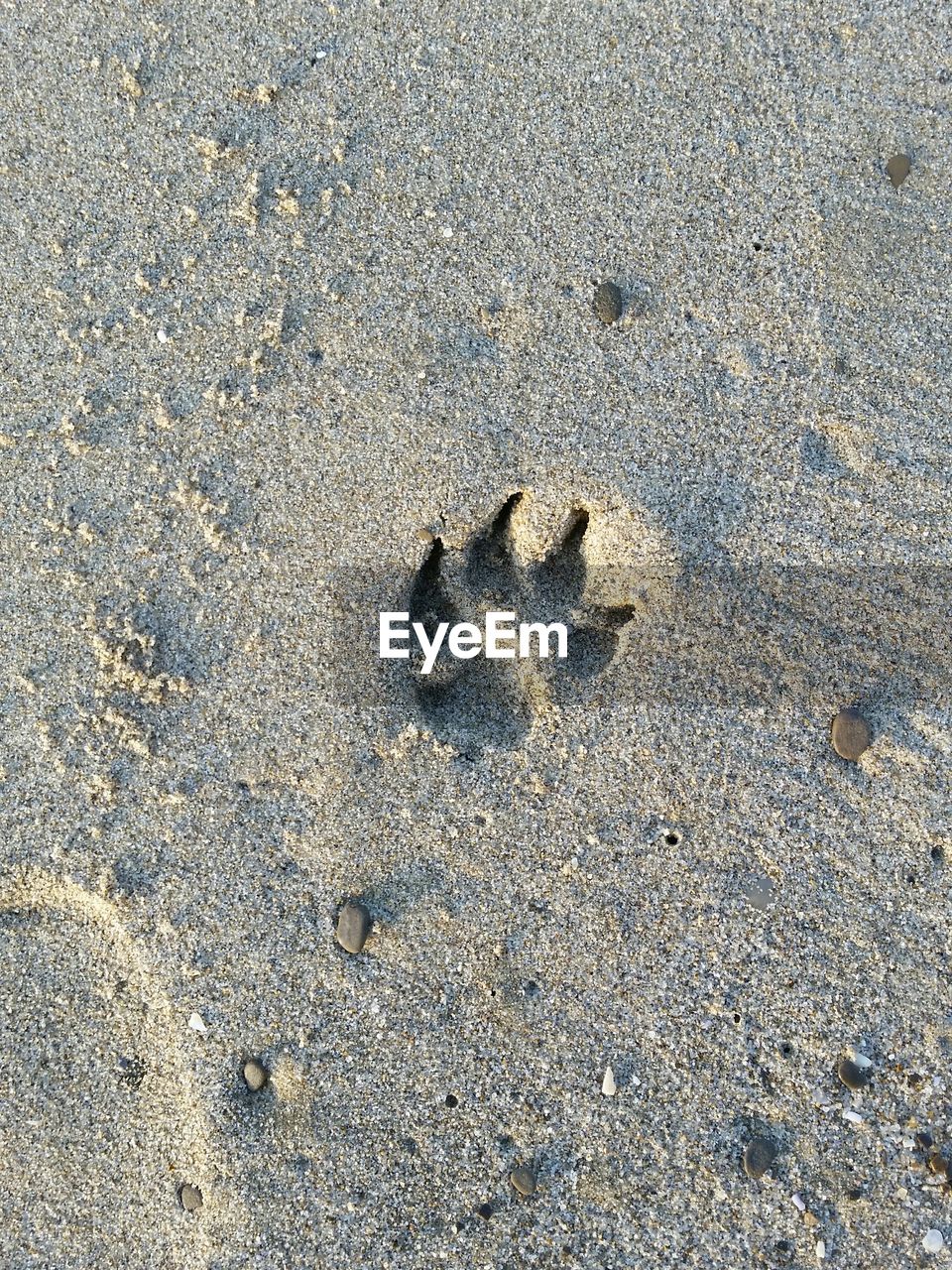 High angle view of paw print on sandy beach