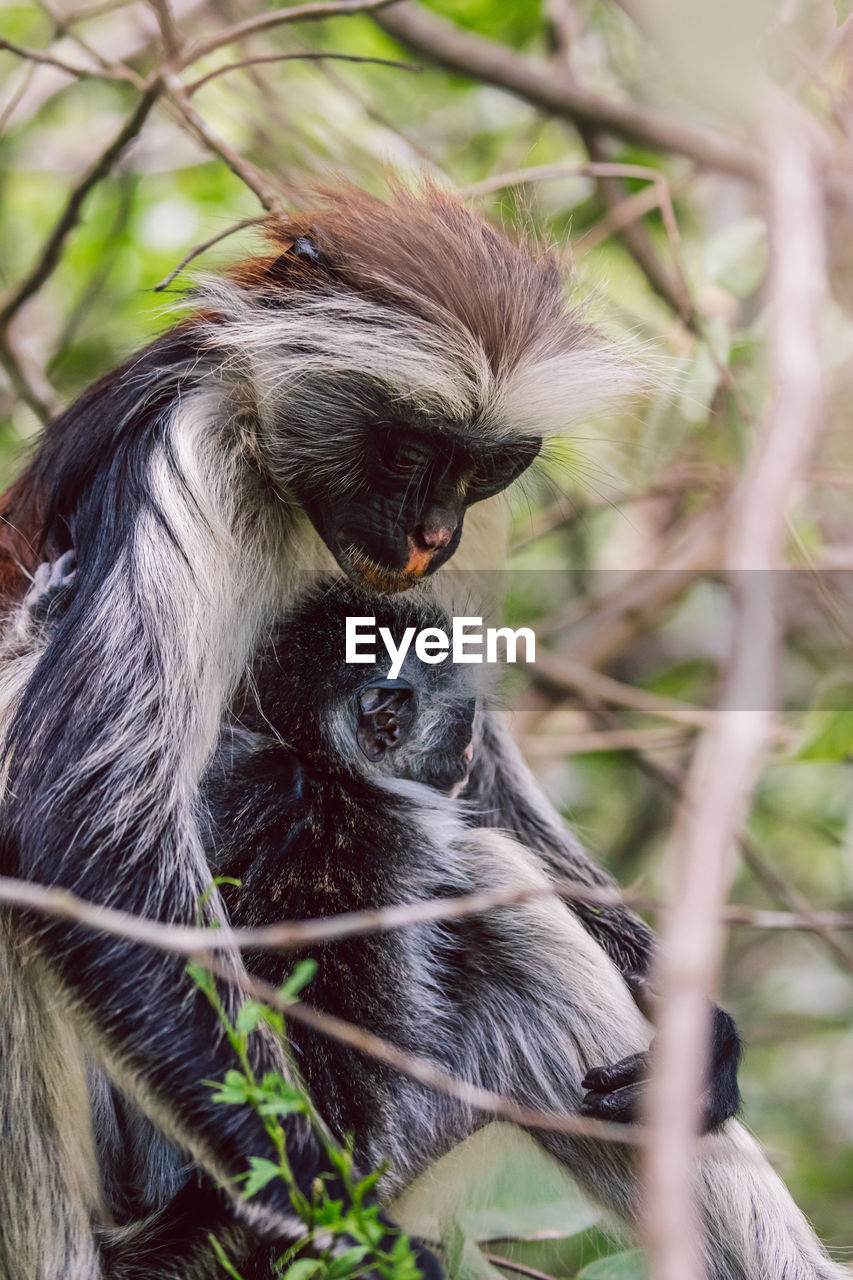 close-up of monkey looking away