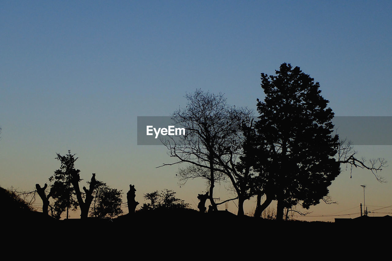 SILHOUETTE TREES AGAINST CLEAR SKY DURING SUNSET