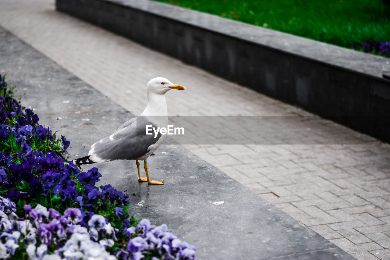 SEAGULL PERCHING ON WOOD