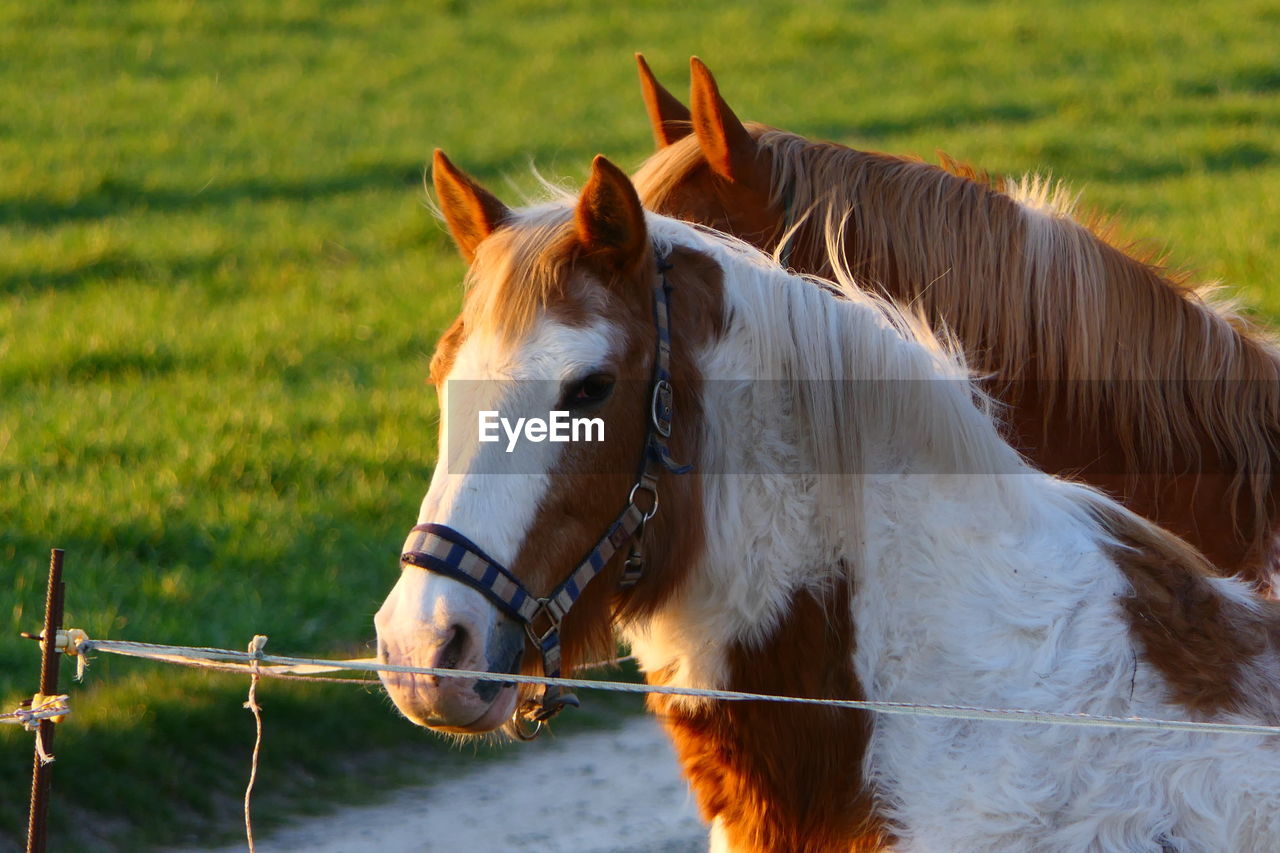 Horse in ranch