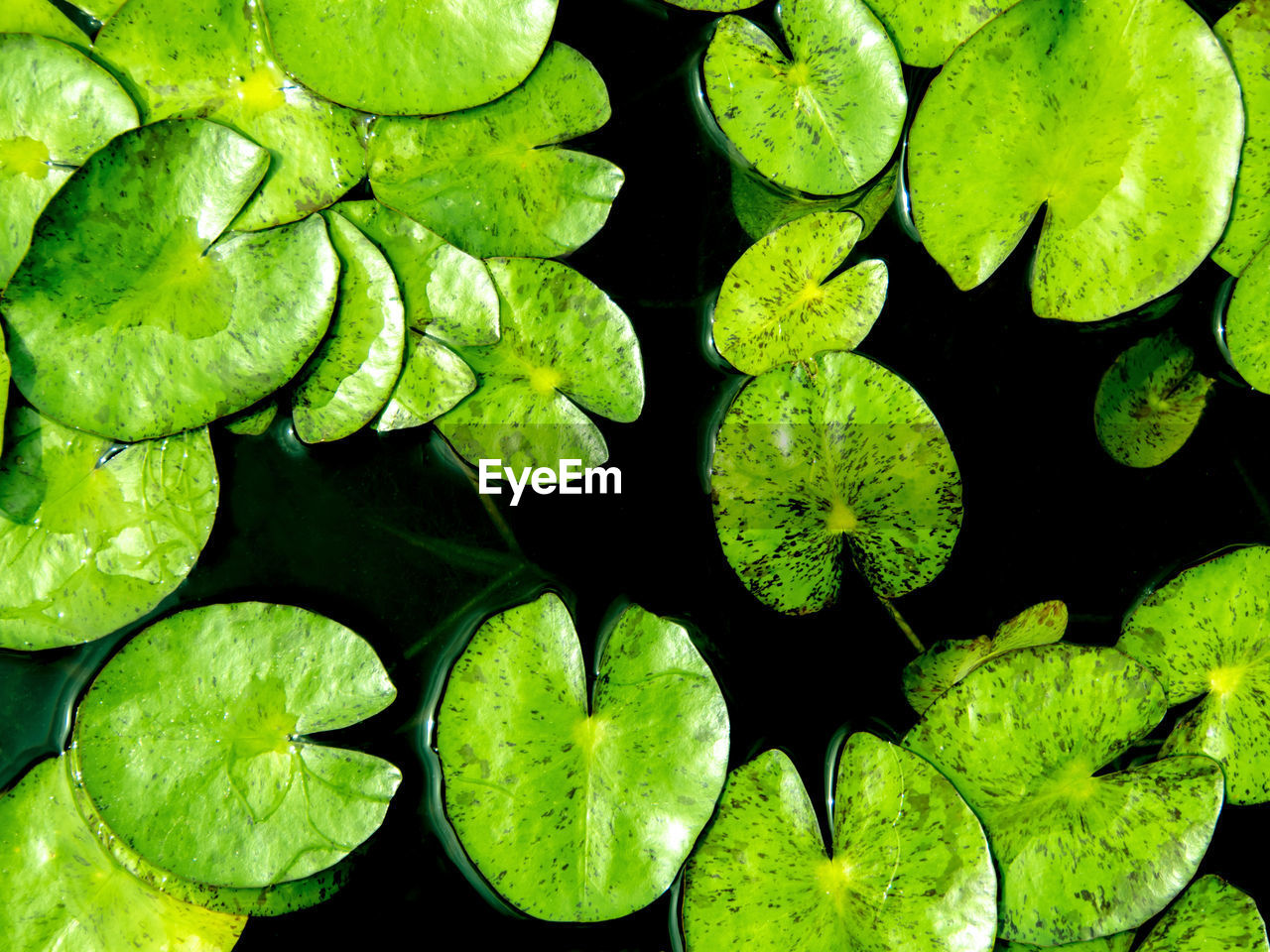 Freshness leaves of water lily in the pond