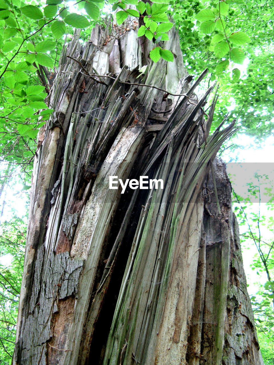 LOW ANGLE VIEW OF TREE TRUNK