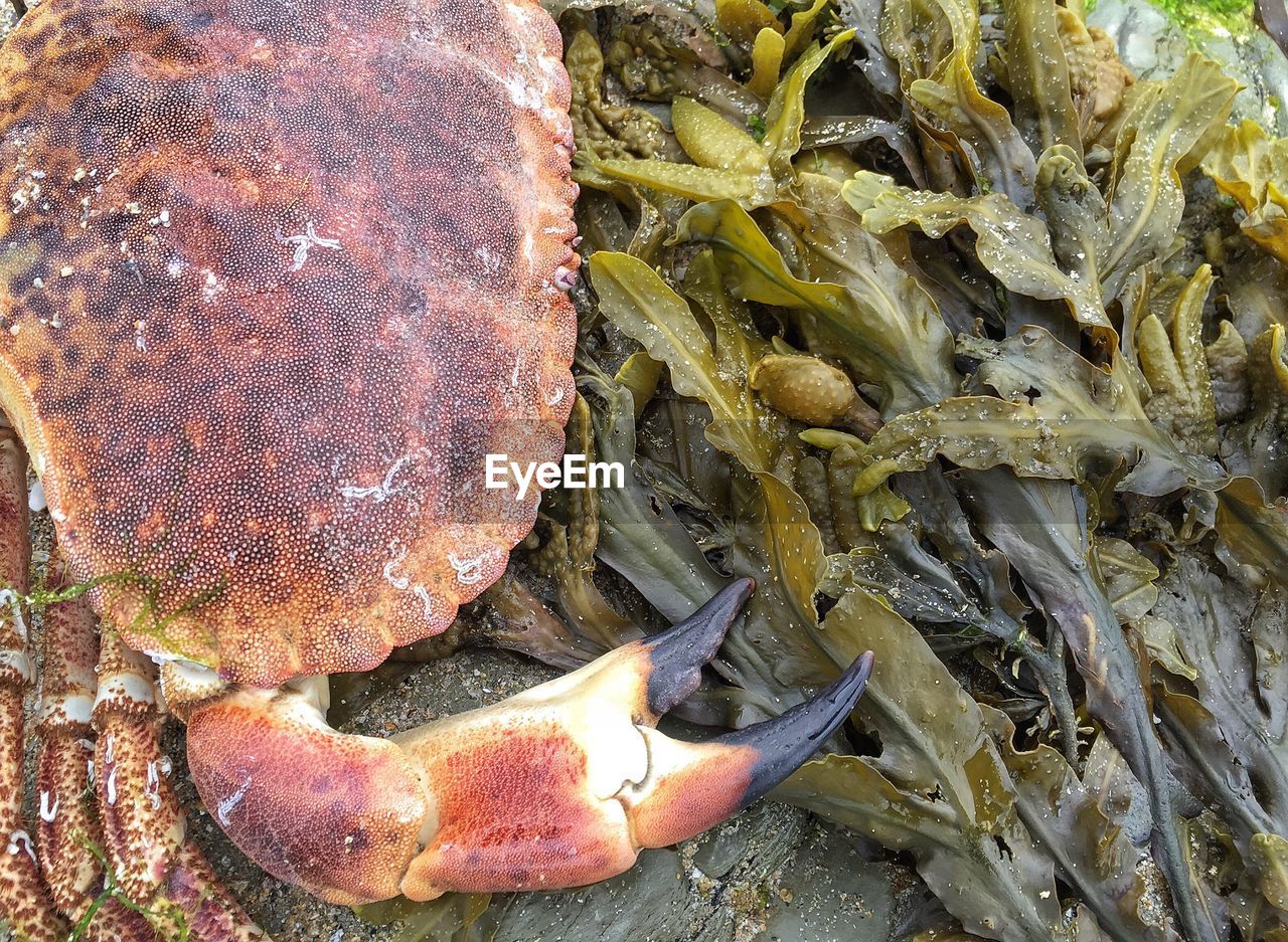 CLOSE-UP OF CRAB IN PLATE