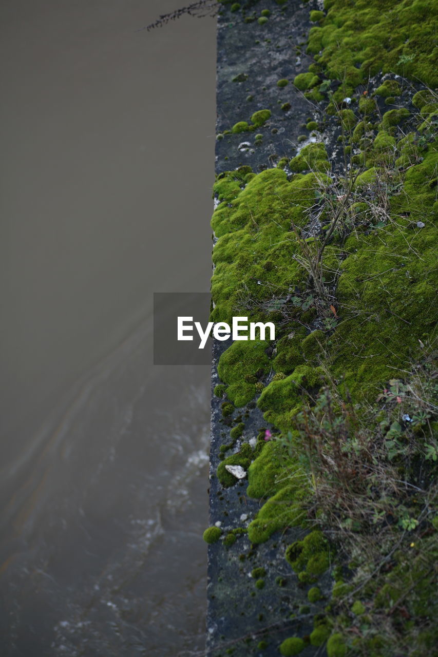 HIGH ANGLE VIEW OF PLANT ON SEA