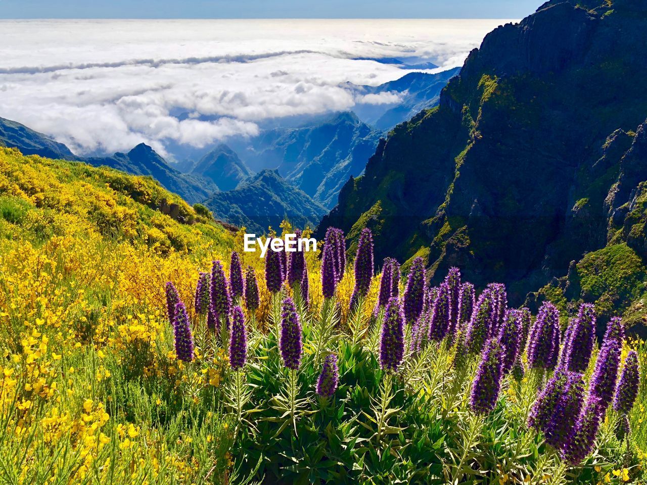 Panoramic view of purple flowering plants on land