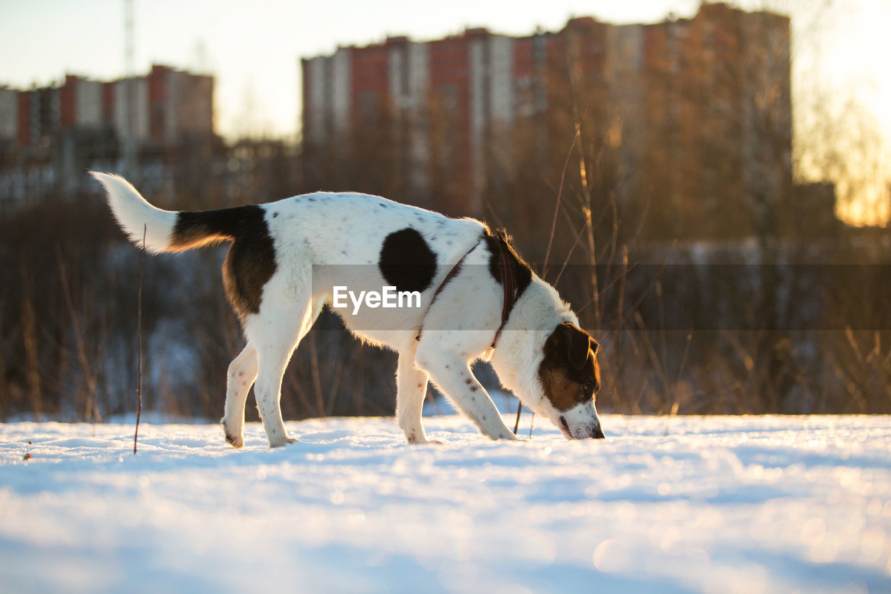 CLOSE-UP OF A DOG ON SNOW