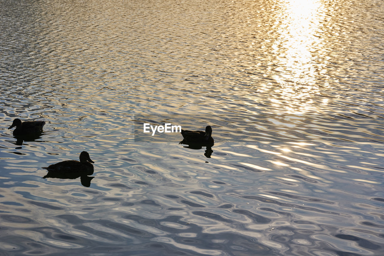 HIGH ANGLE VIEW OF DUCKS SWIMMING ON LAKE