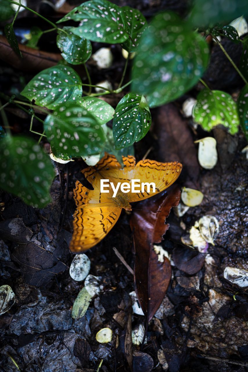 CLOSE-UP OF YELLOW LEAVES ON PLANT