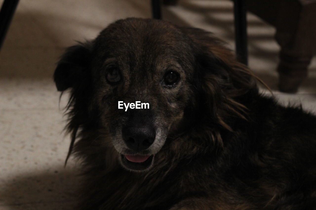 Close-up portrait of dog