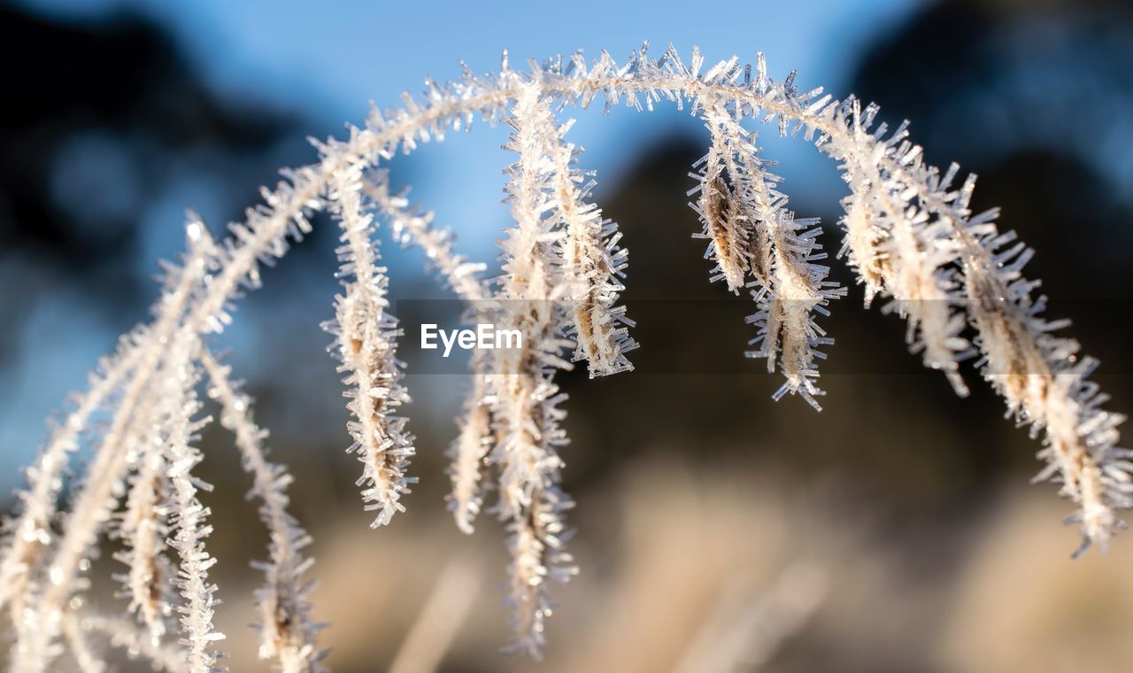 CLOSE-UP OF FROZEN PLANT DURING WINTER