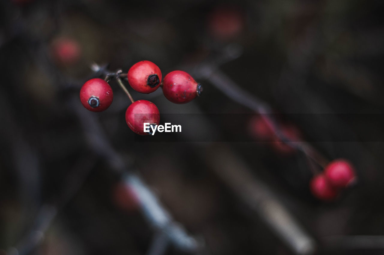 Close-up of red berries growing on tree