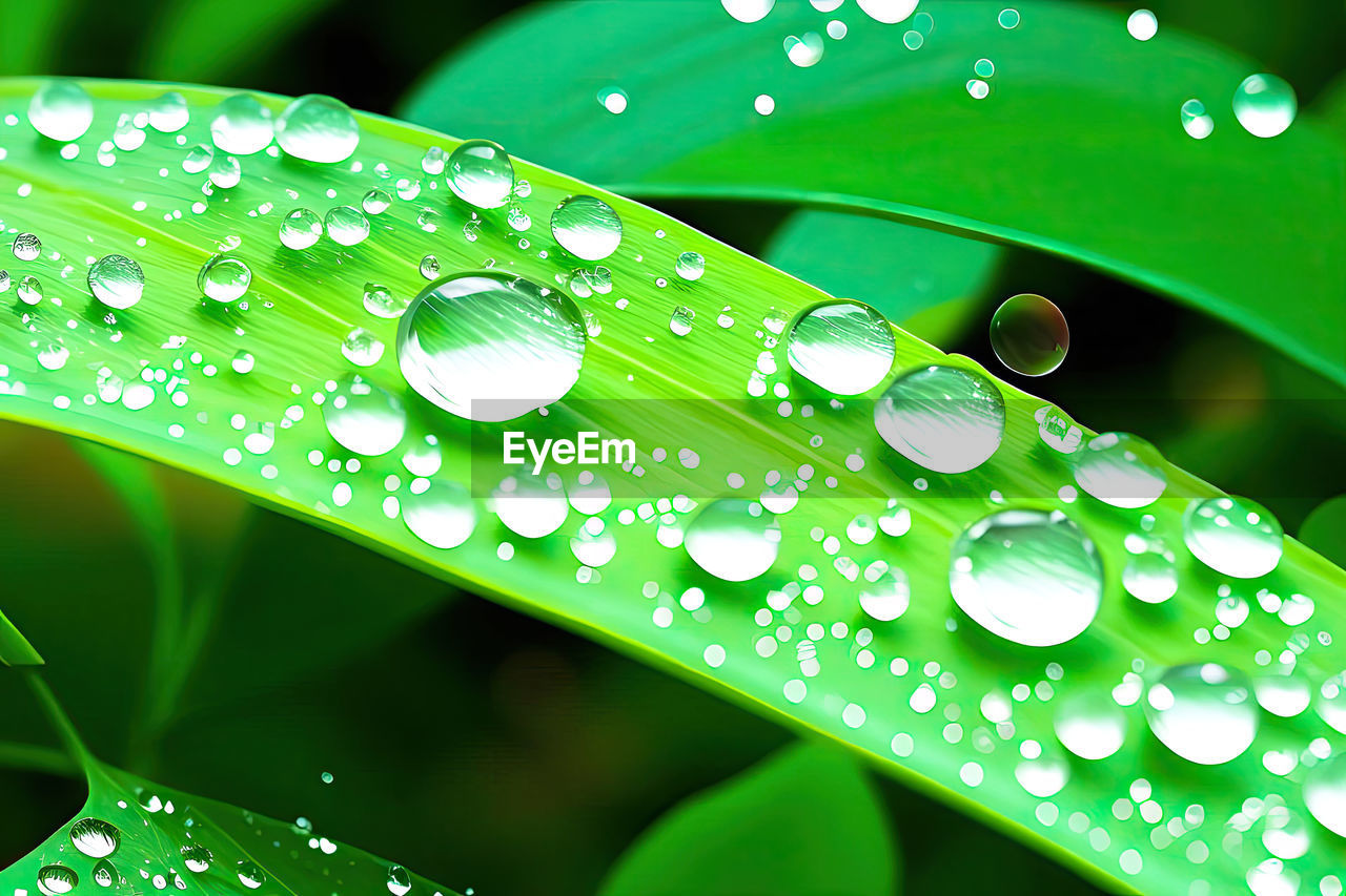 water, drop, wet, green, dew, nature, plant part, leaf, moisture, close-up, plant, no people, freshness, beauty in nature, rain, macro photography, environment, growth, fragility, outdoors, blade of grass, macro, purity, grass, focus on foreground, selective focus