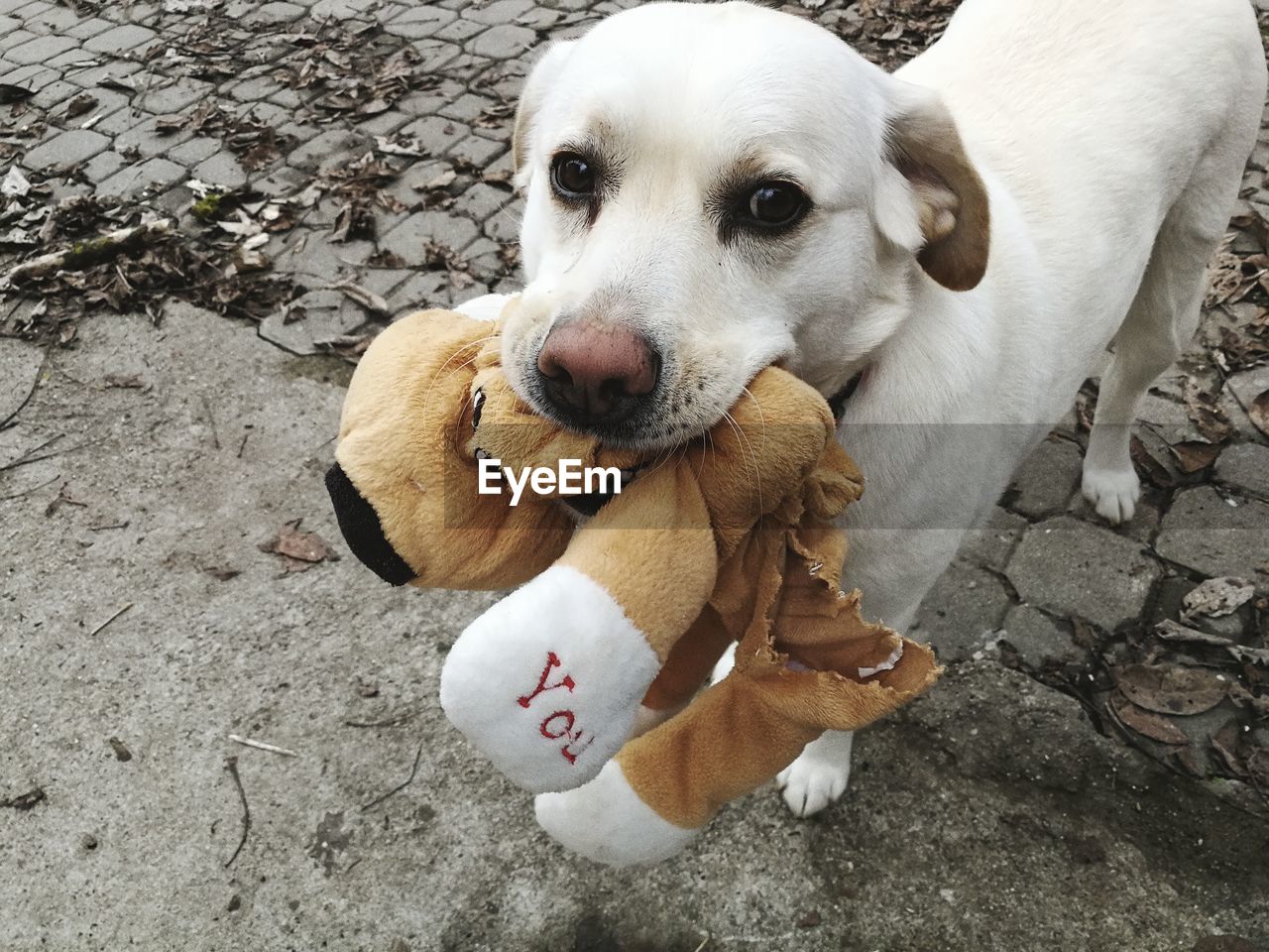 Portrait of dog carrying stuffed toy in mouth