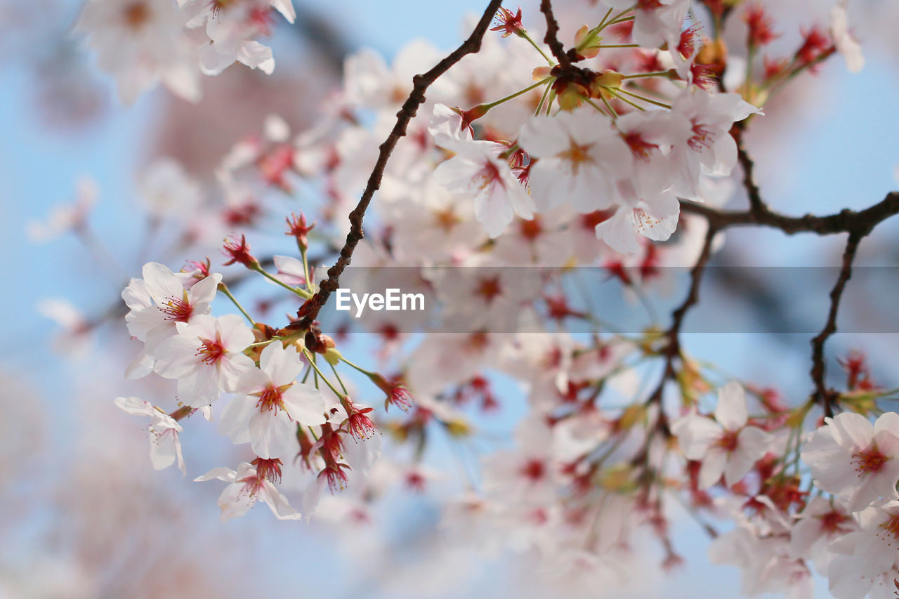 Close-up of flower tree