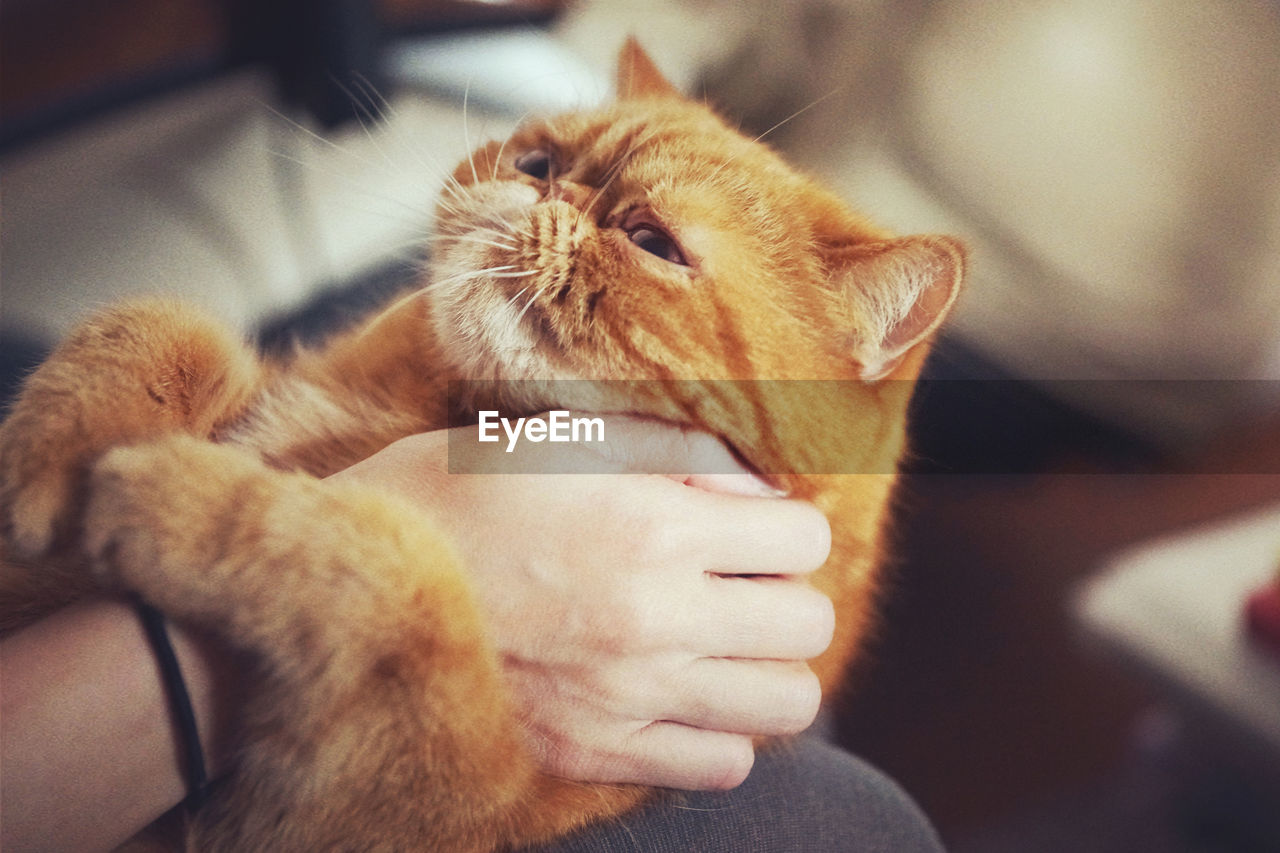 Cropped image of person stroking ginger cat at home