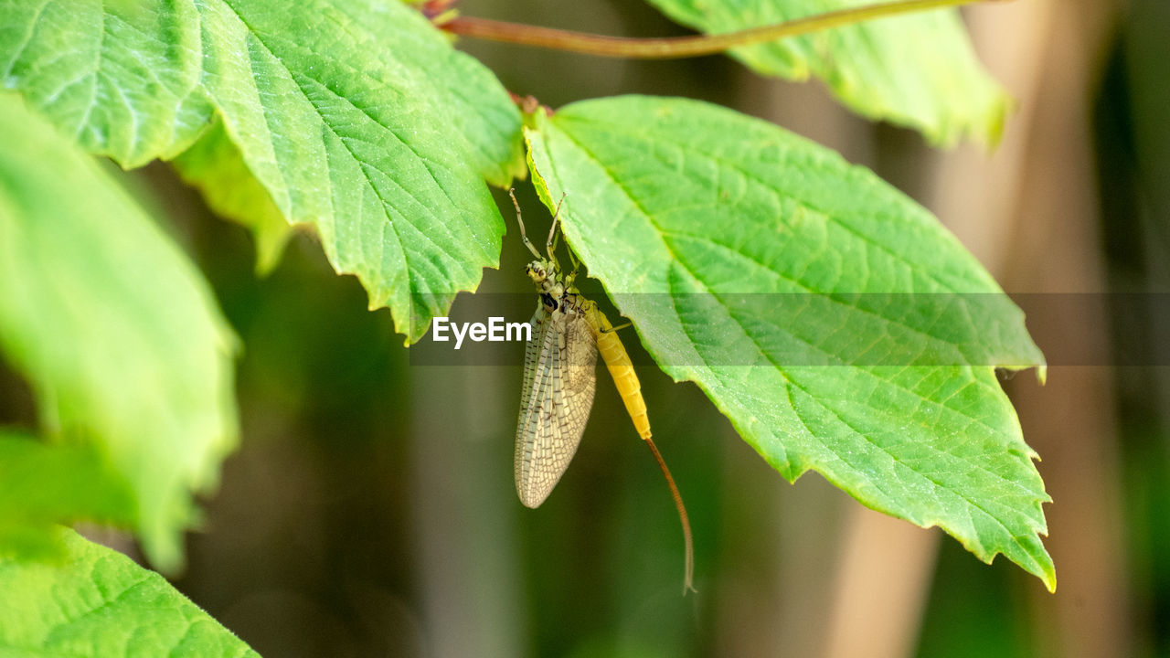 Close up of a fishfly