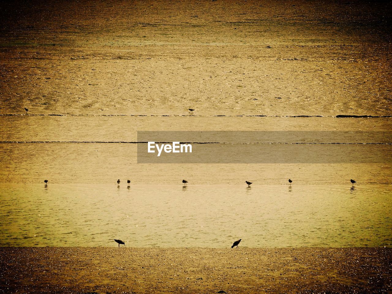 BIRDS ON BEACH