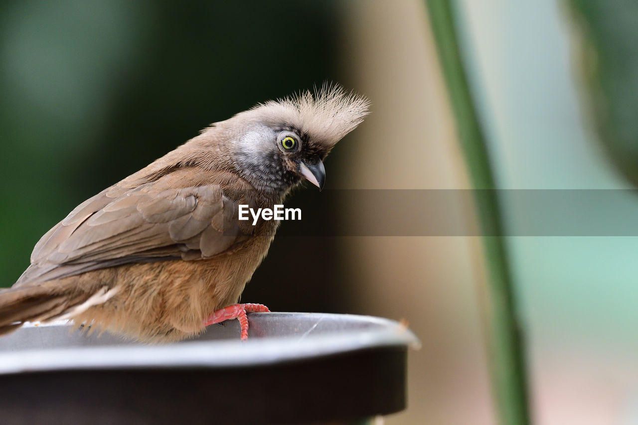 Close up of a speckled mousebird 