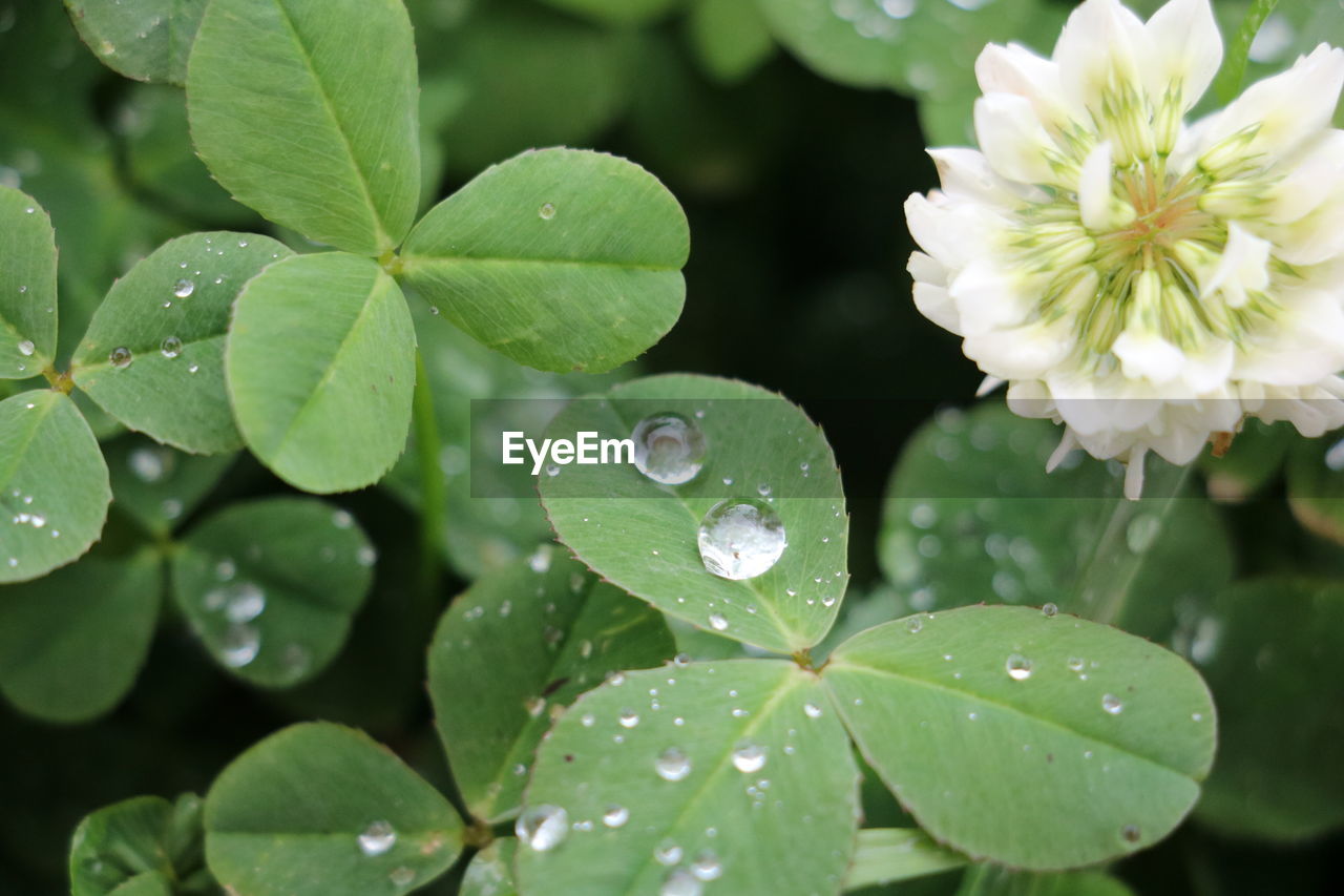 CLOSE-UP OF WATER DROPS ON LEAVES OF RAINDROPS ON PLANT