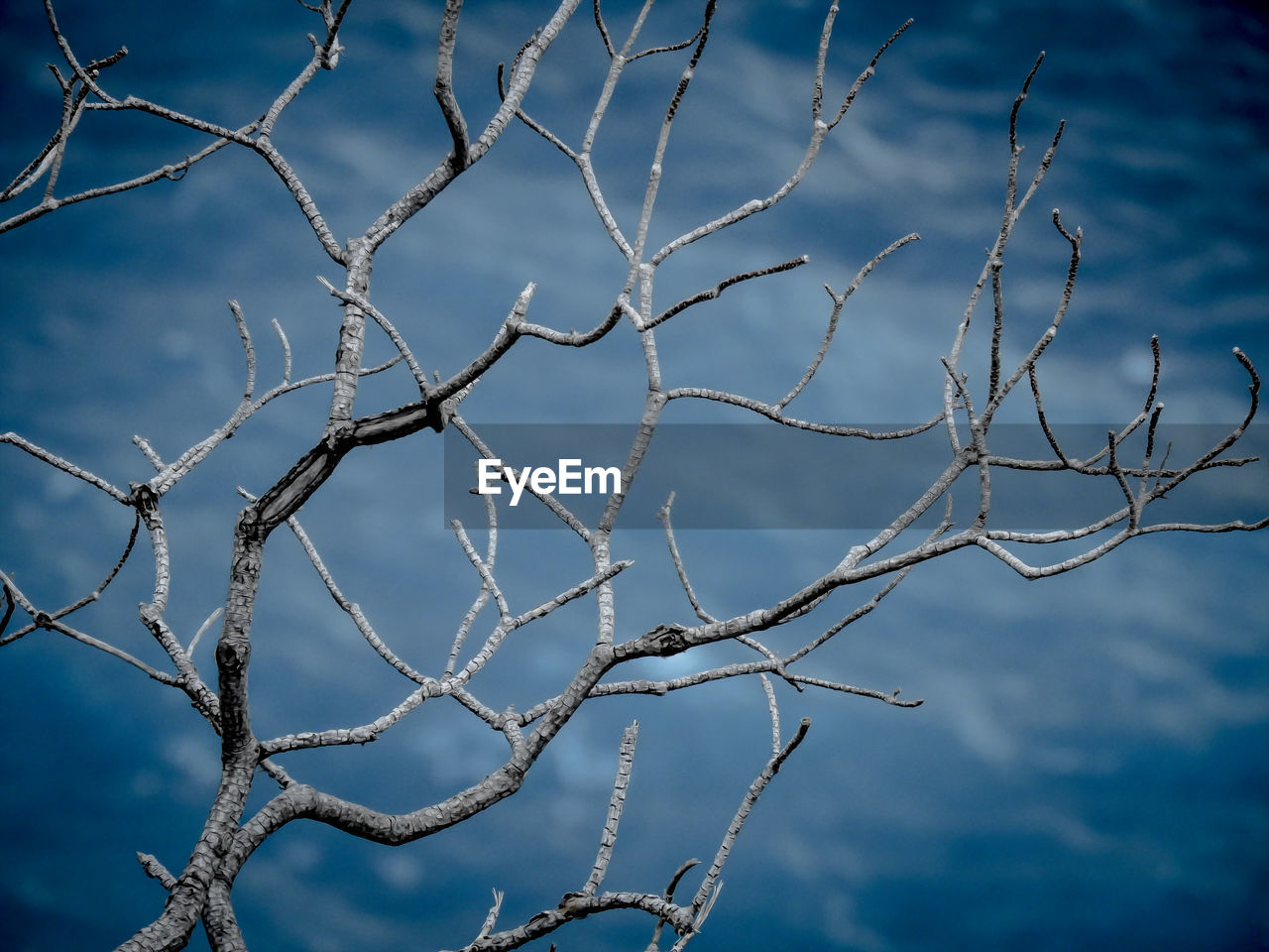 CLOSE-UP OF BARE TREE AGAINST BLUE SKY