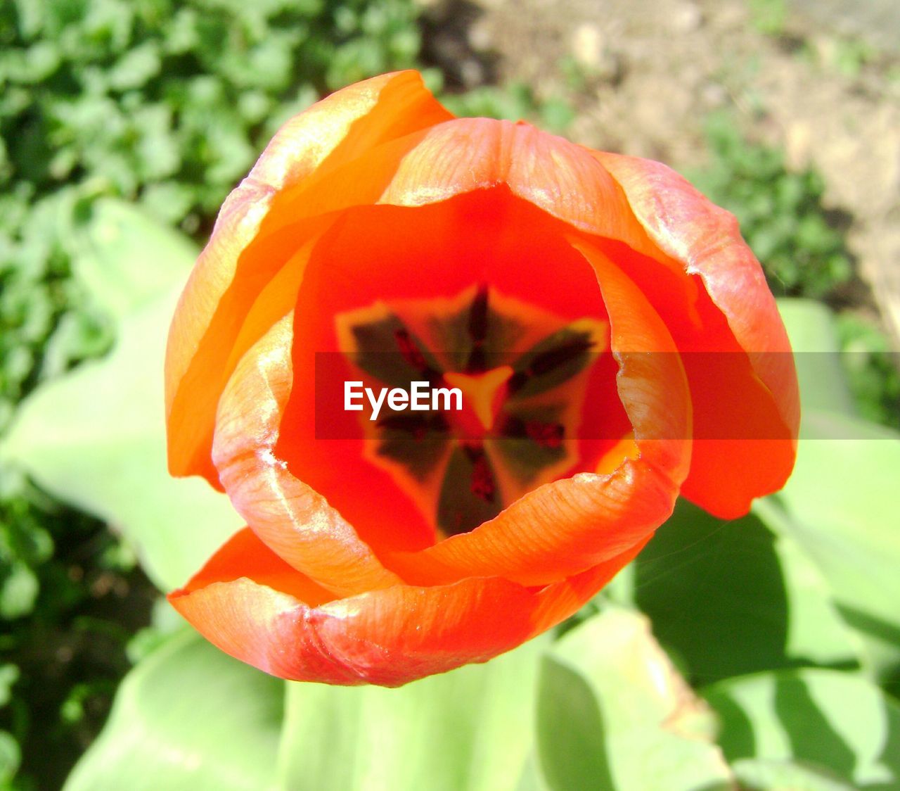 Directly above view of fresh orange flower blooming in garden