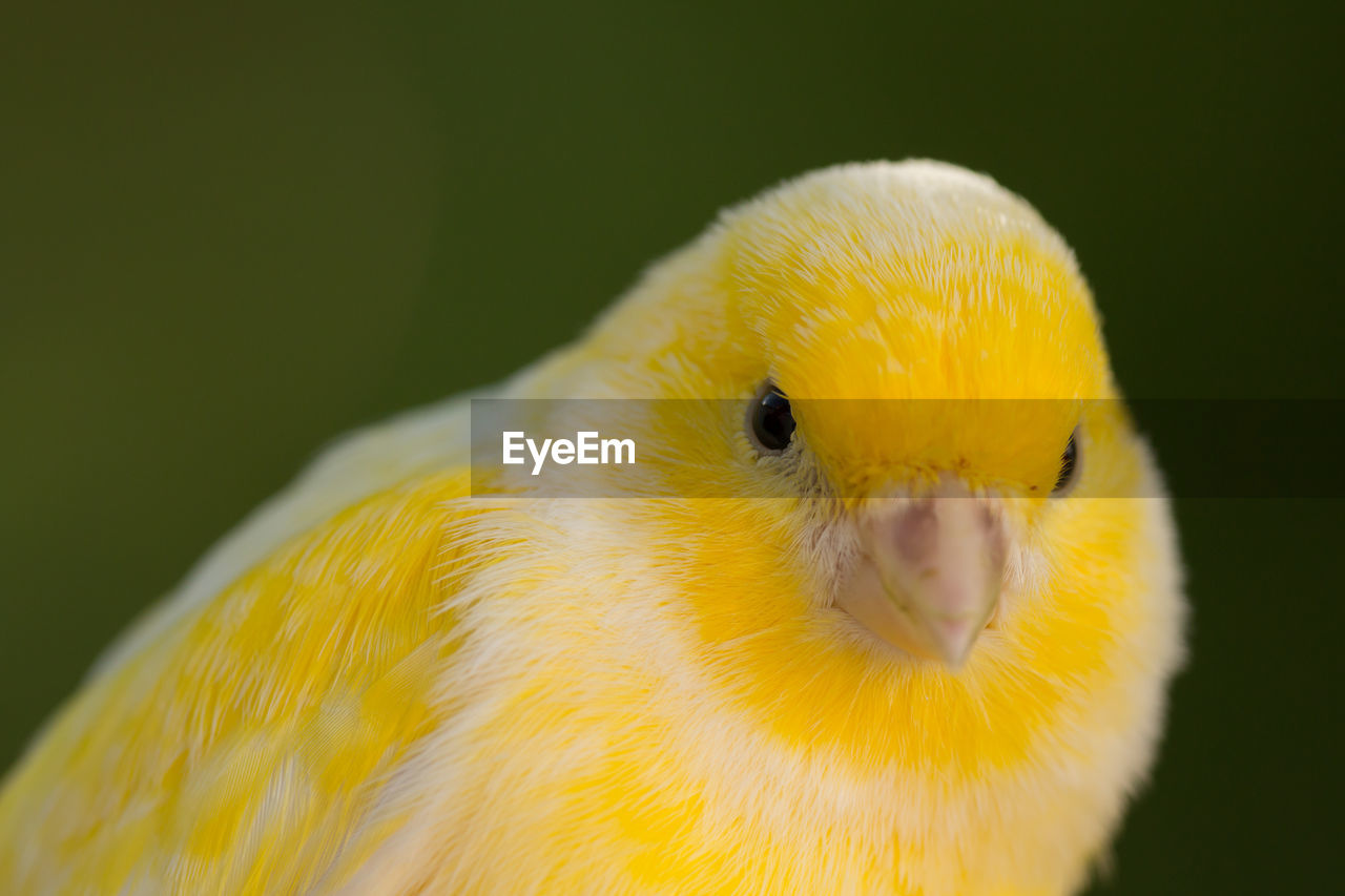 CLOSE-UP OF A BIRD ON A YELLOW FLOWER