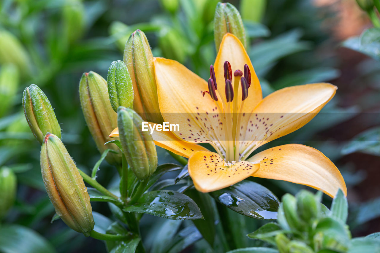 CLOSE-UP OF YELLOW FLOWERS