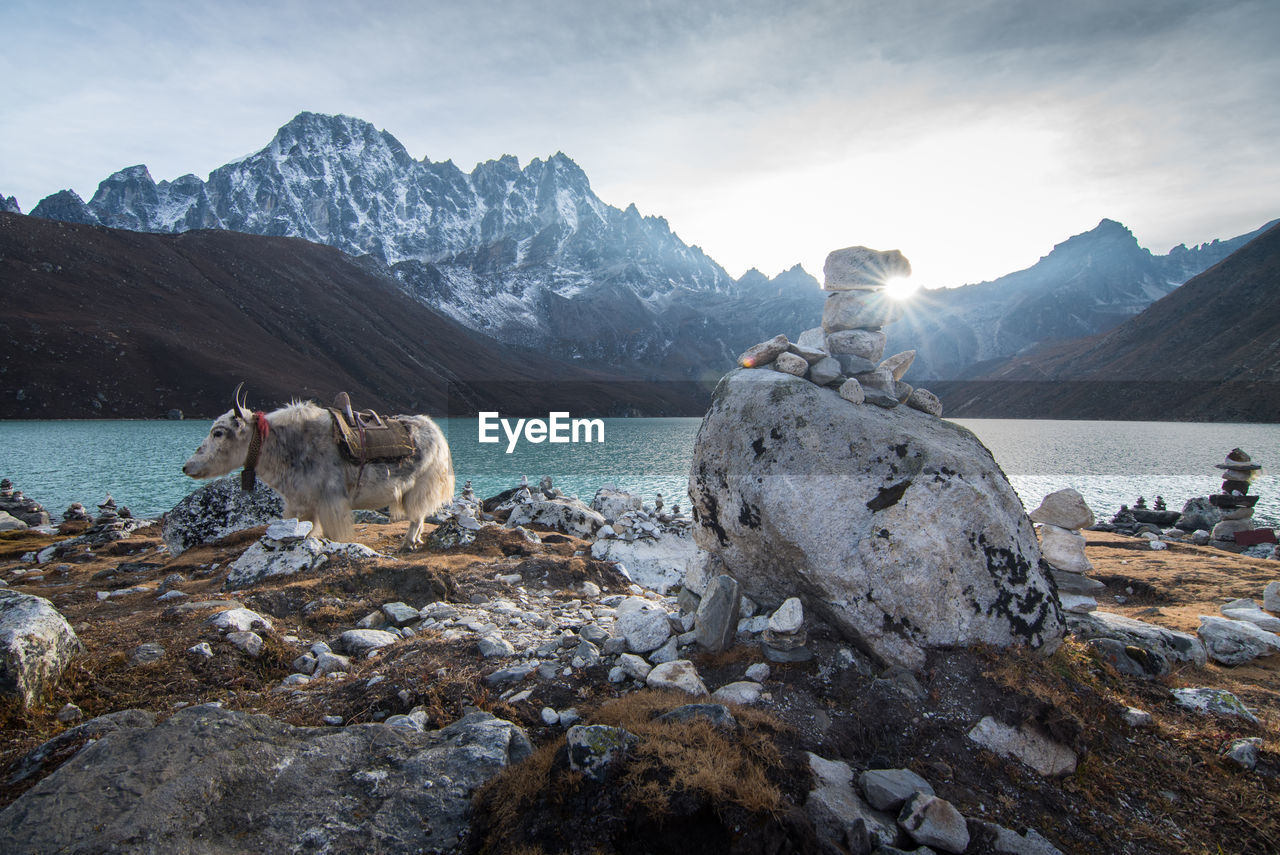 View of an animal on rock against sky