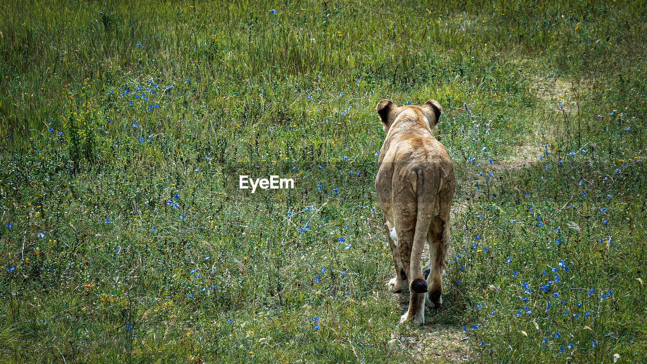 Lioness walks off on a trail in the savannah