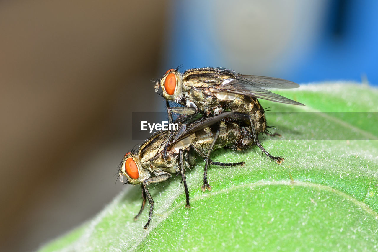 CLOSE-UP OF HOUSEFLY ON LEAF