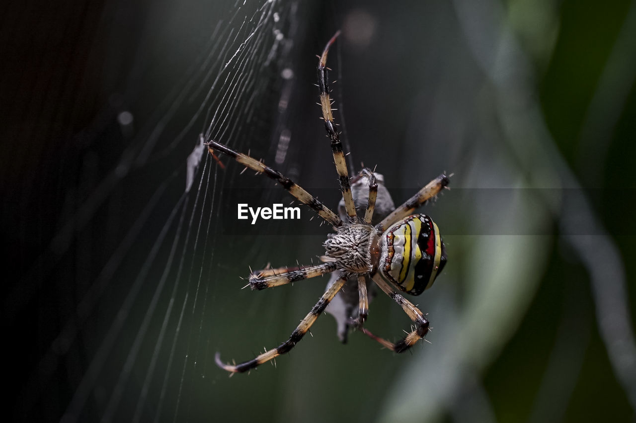 CLOSE-UP OF SPIDER WEB