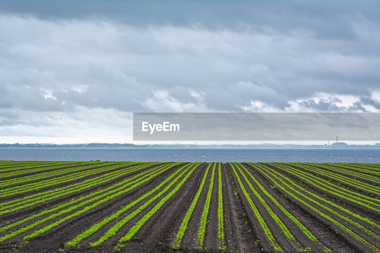 Scenic view of agricultural field against sky