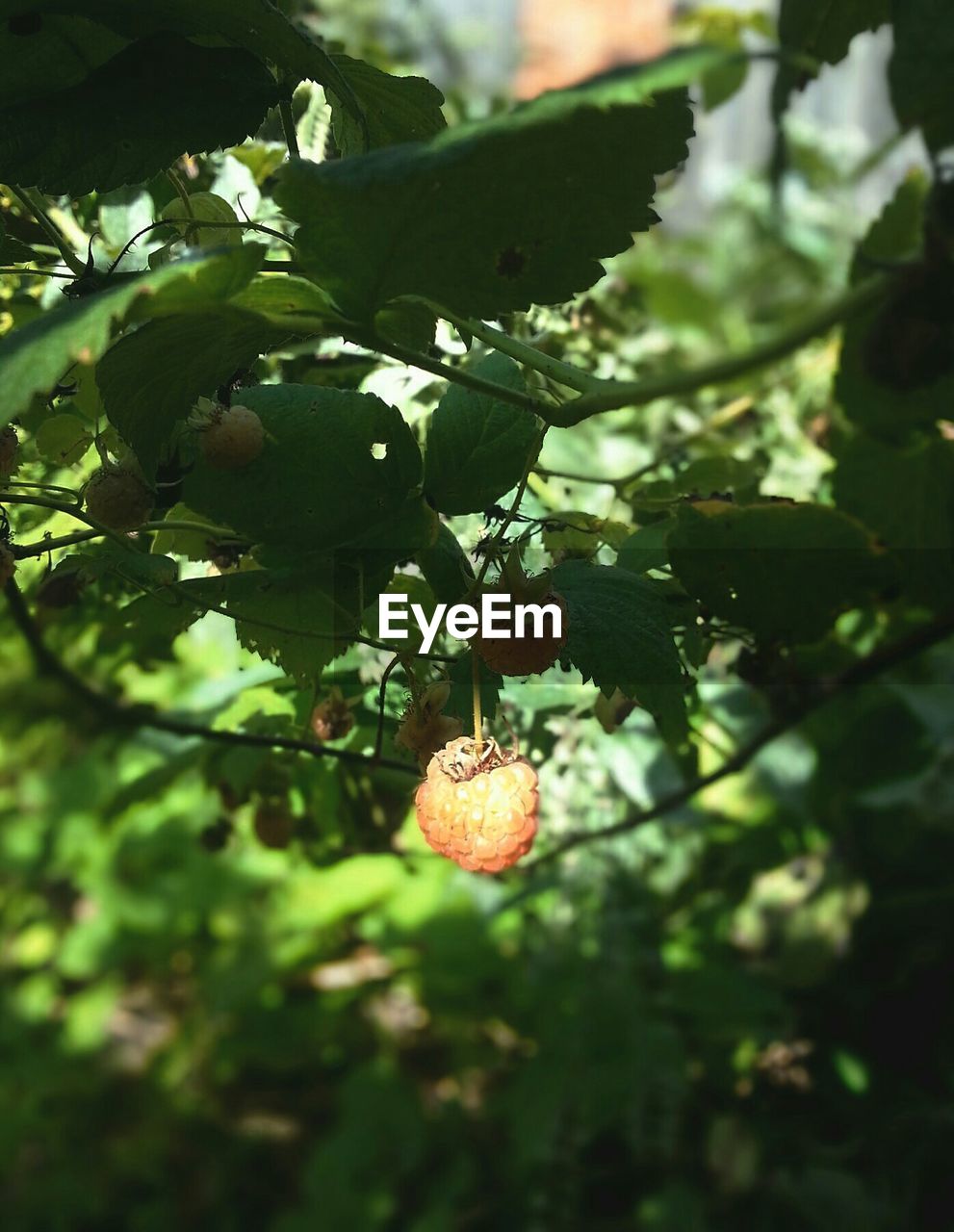 CLOSE-UP OF PLANT GROWING ON TREE