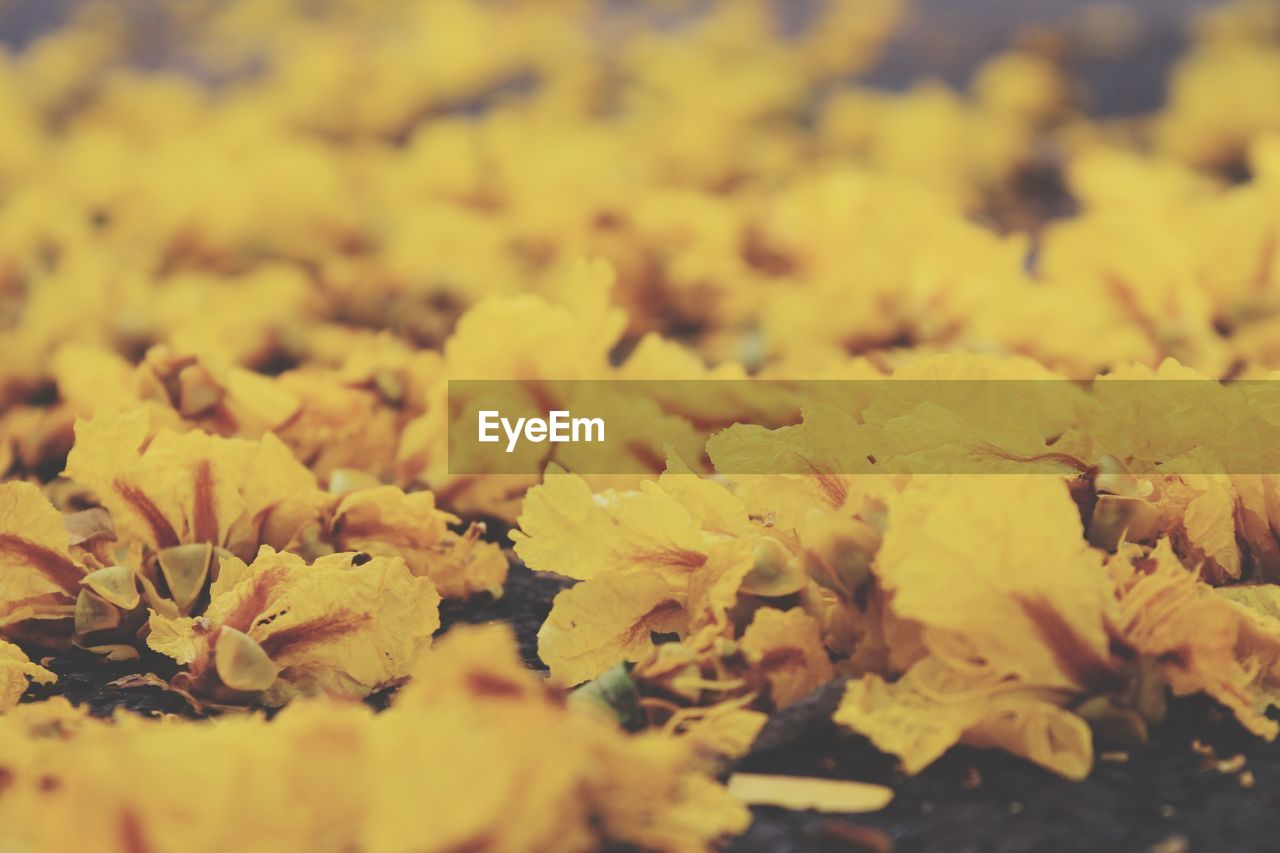 FULL FRAME SHOT OF YELLOW FLOWERING PLANTS