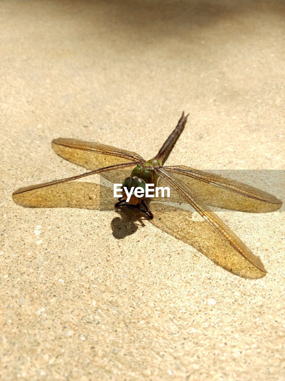 CLOSE-UP OF HOUSEFLY