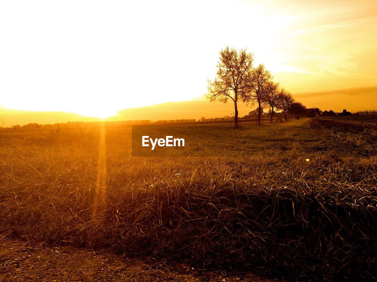 FIELD AGAINST SKY DURING SUNSET