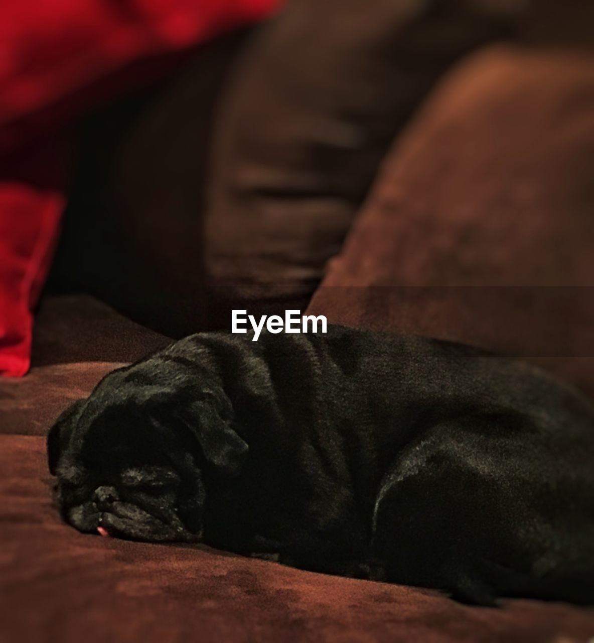 CLOSE-UP OF BLACK DOG ON BED