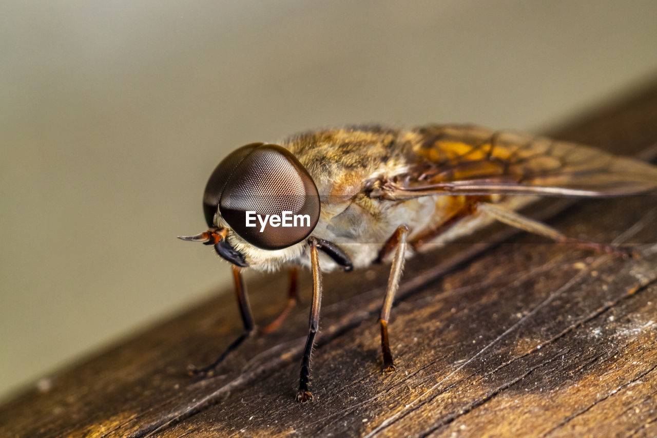 A macro-photo of a horsefly resting in the shade at the local nature reserve
