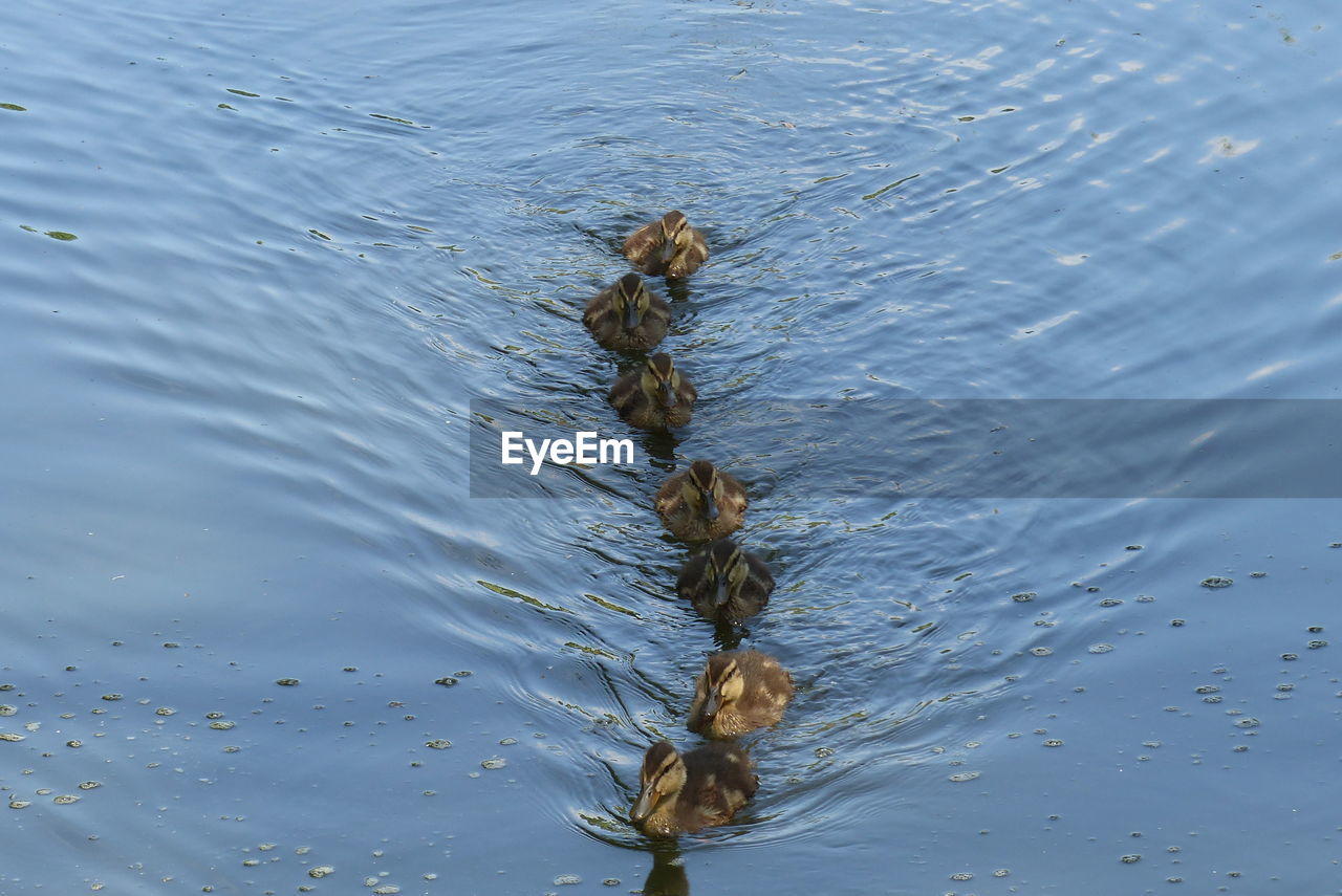 Alle  kleinen entchen schwimmen auf dem see