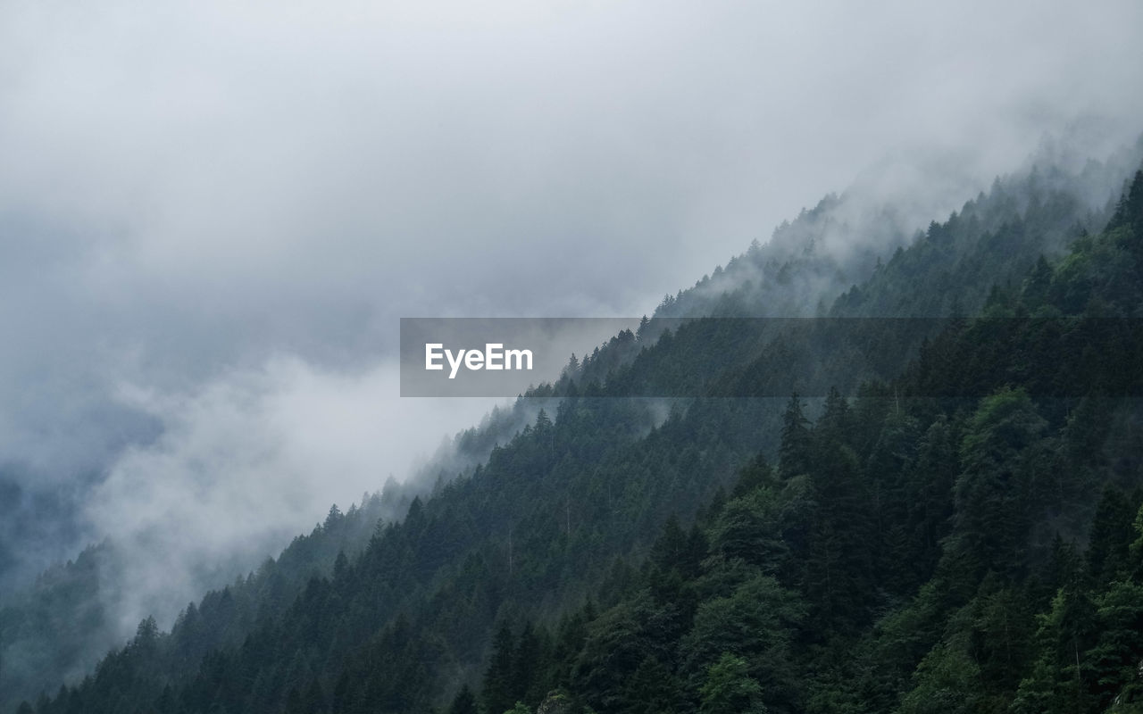 SCENIC VIEW OF TREES AGAINST SKY