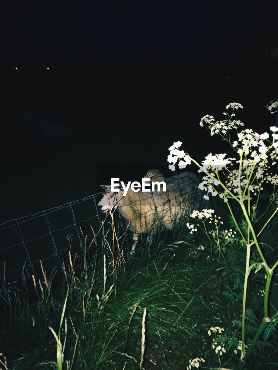 PLANTS AND GRASS AT NIGHT