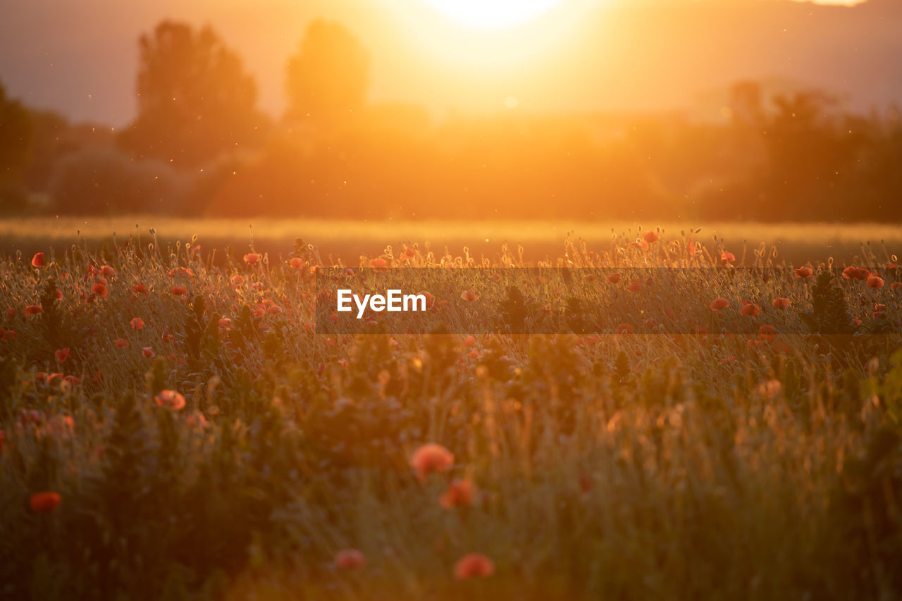 scenic view of agricultural field against sky during sunset